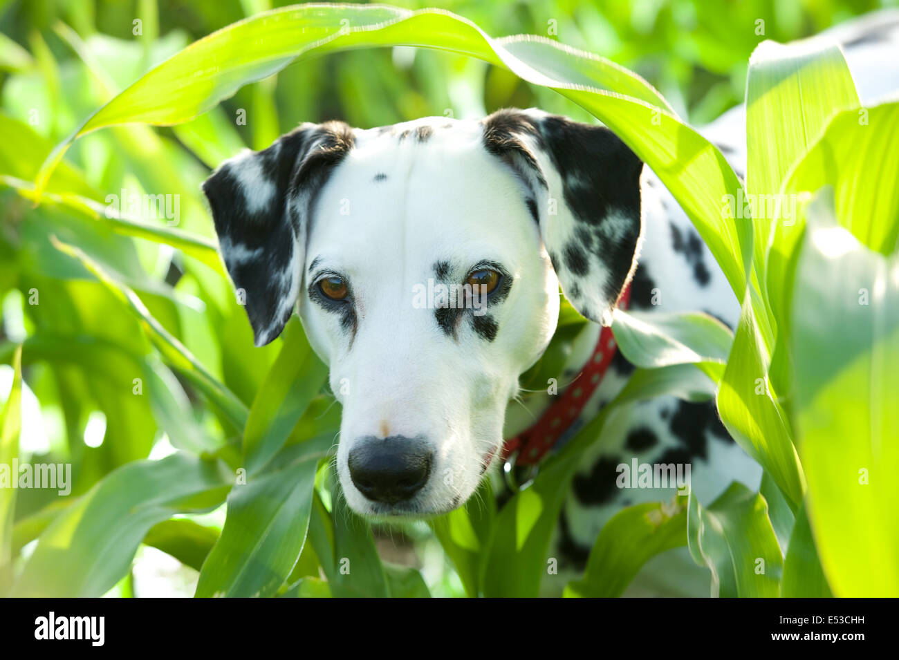 A Dalmatian Dog Stock Photo Alamy
