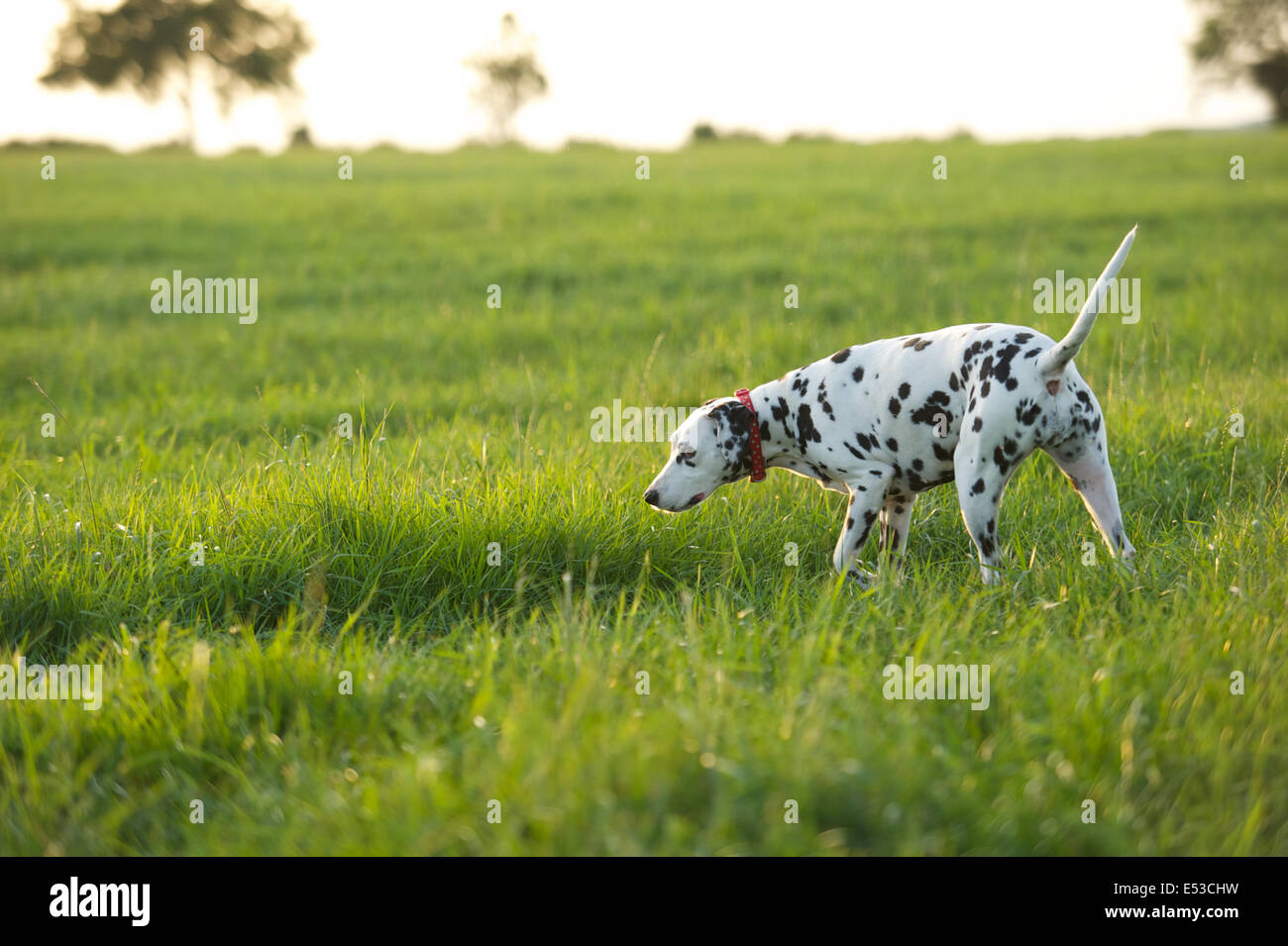 A Dalmatian Dog Stock Photo Alamy