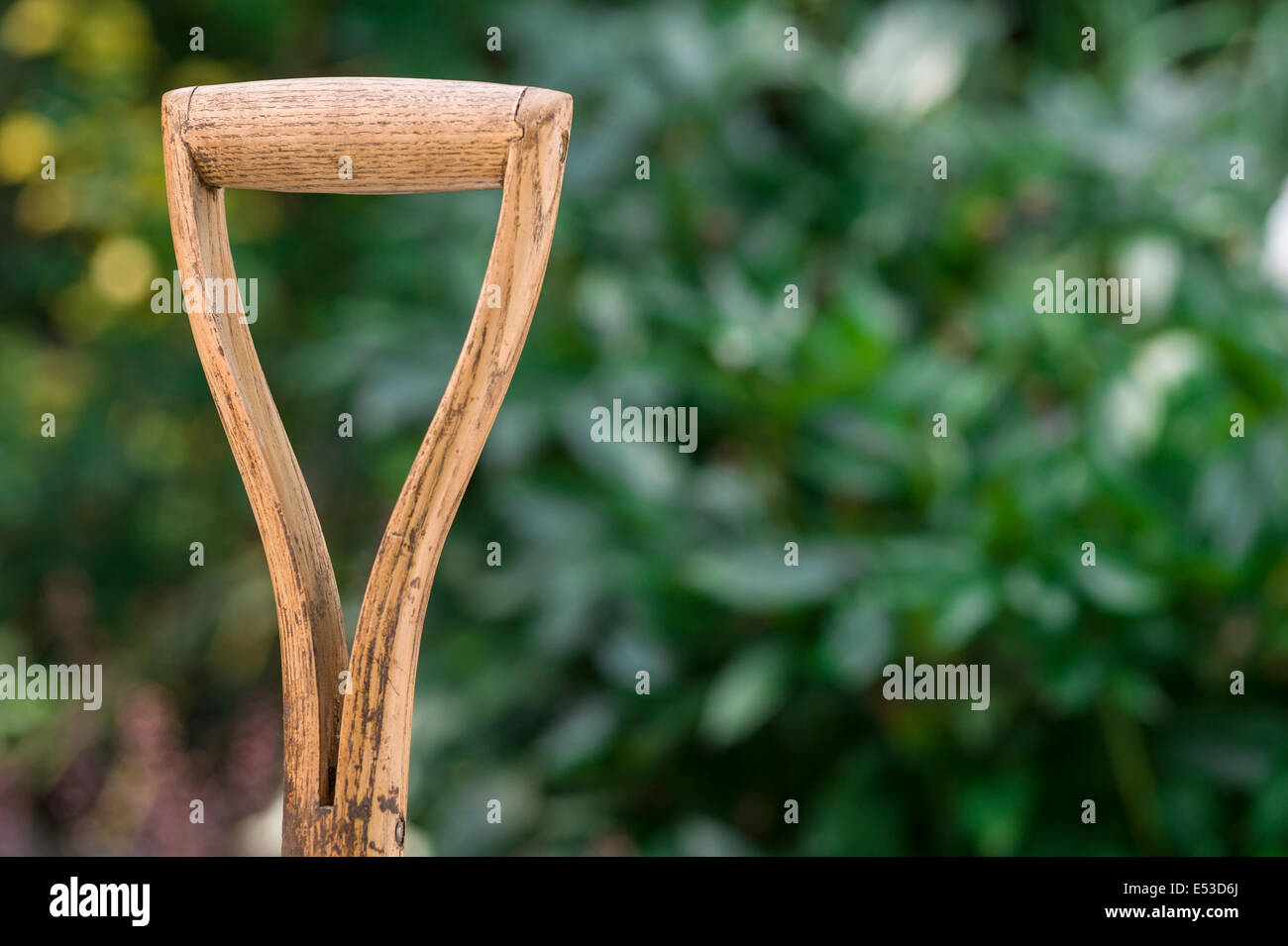 Close up of old, well used wooden handle, belonging to a garden spade. Stock Photo