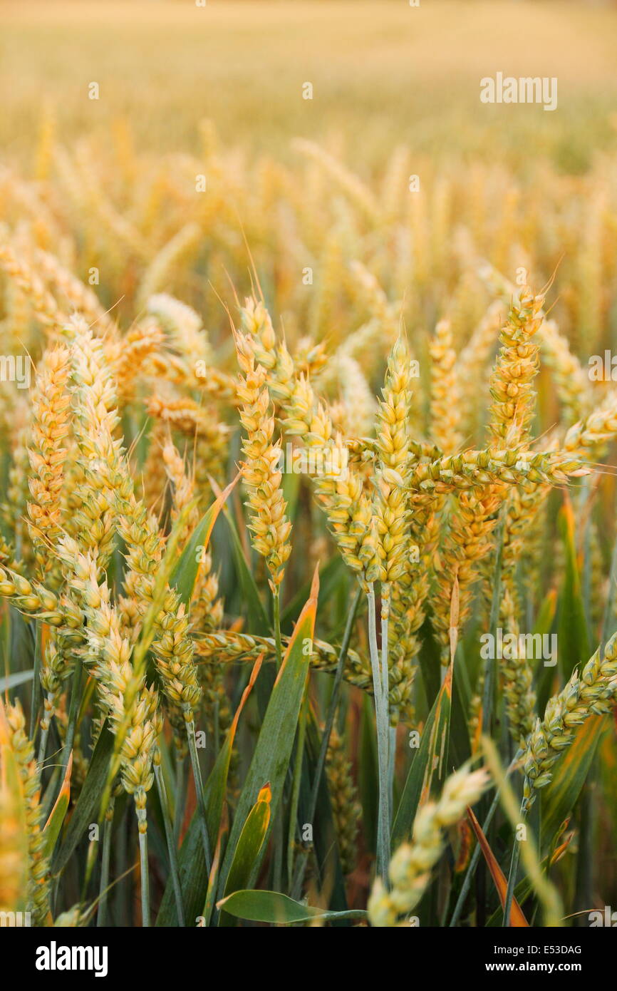 Ripe wheat ears on field as background, vertical Stock Photo