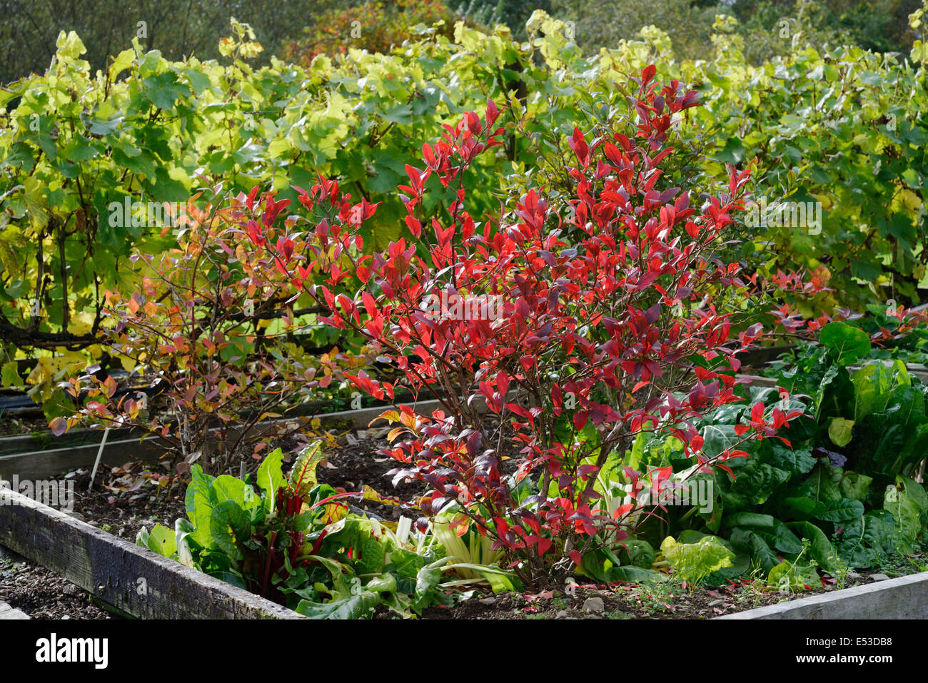 Blueberry bush with Autumn colour, Wales, UK Stock Photo Alamy