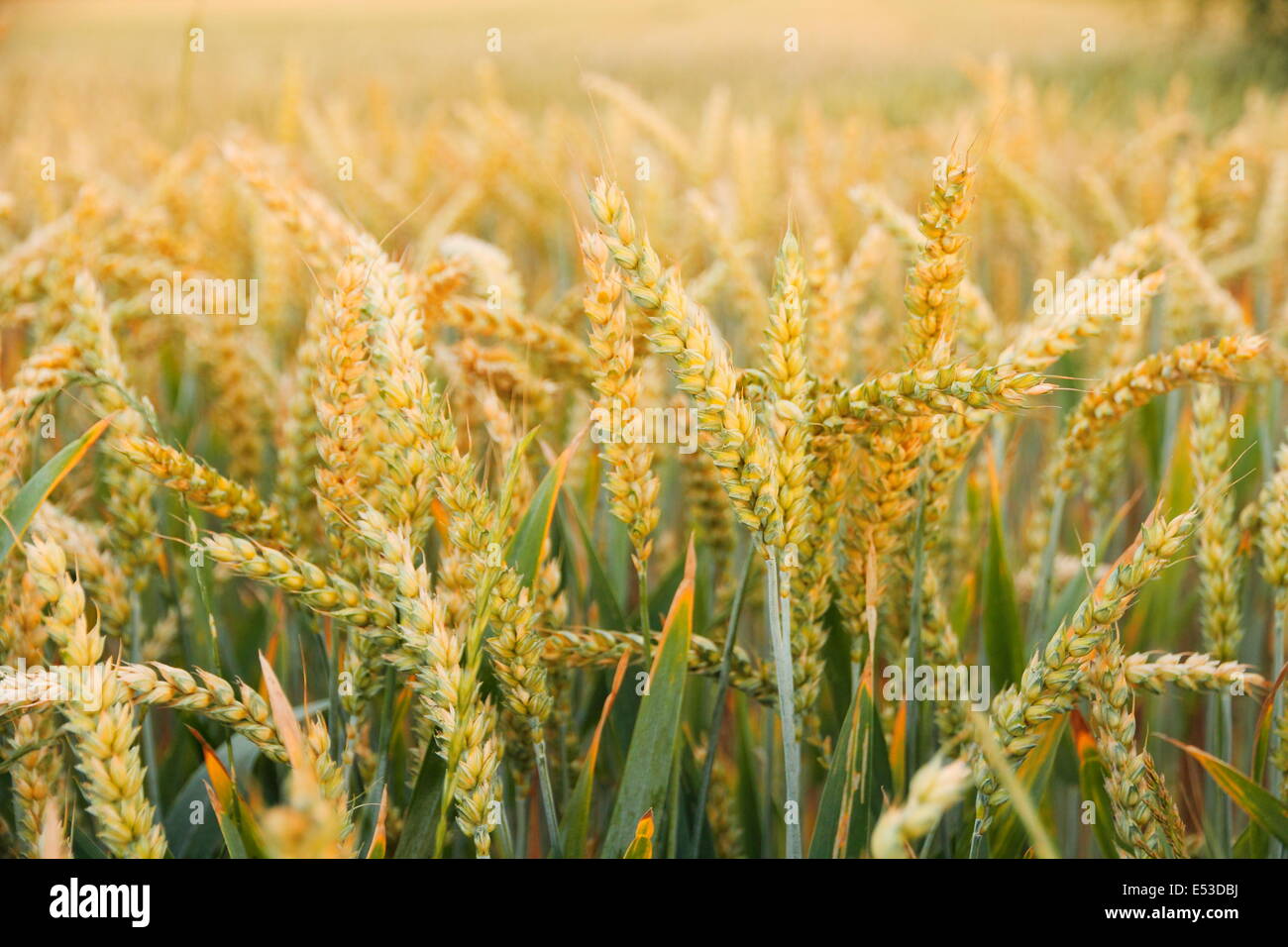 Ripe wheat ears on field as background, horizontal Stock Photo
