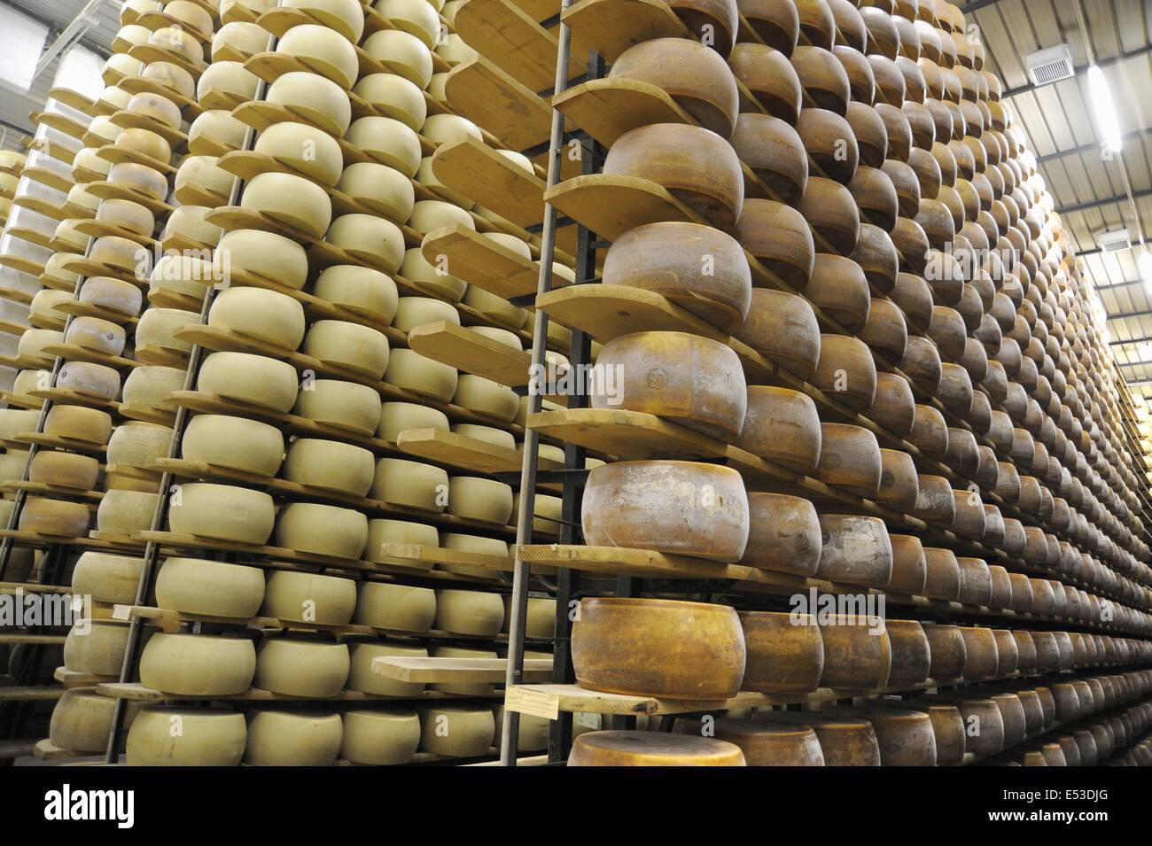 Trescore Cremasco (Cremona, Italy); production of Grana Padano DOP