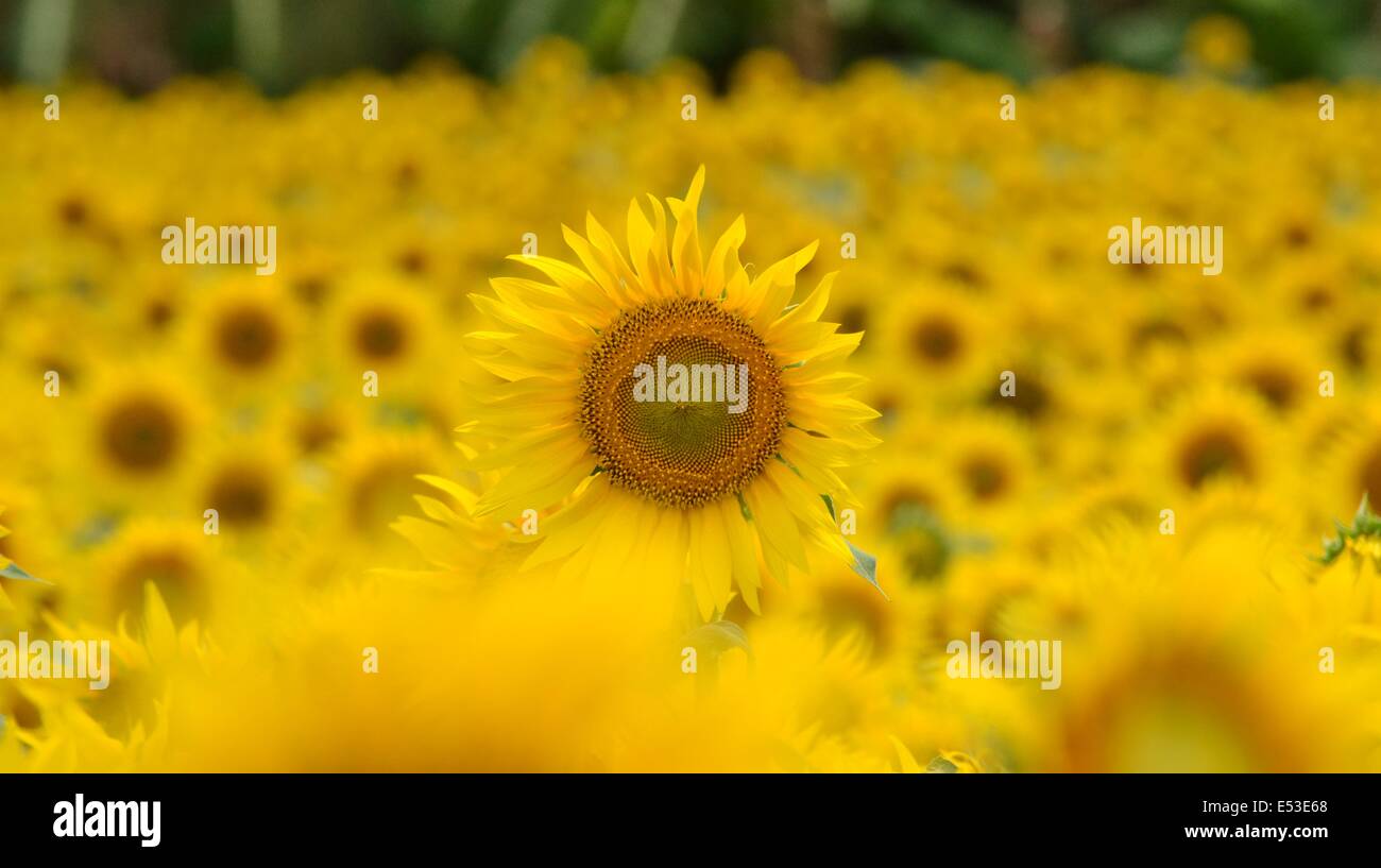 A sunflower field in full bloom at Sundarapandiapuram, near Thenkasi