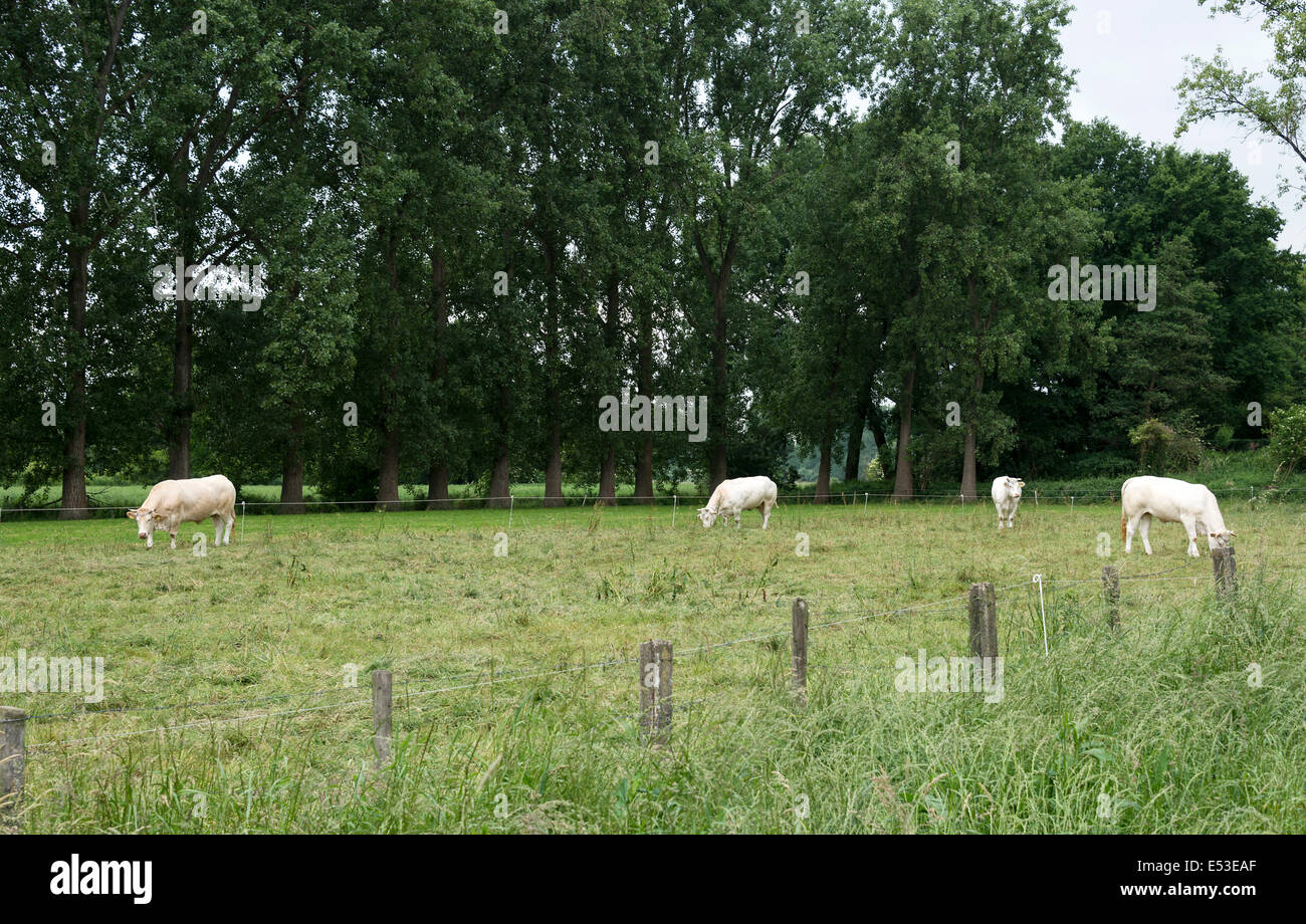 white cows grazing green grass in dutch nature Stock Photo - Alamy
