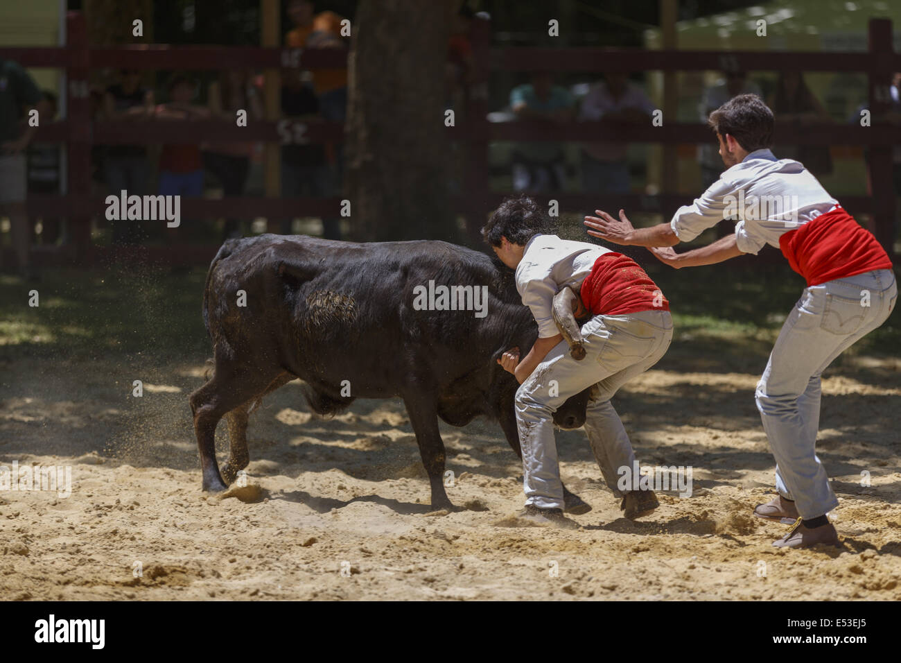 Grupo Forcados Amadores de Caldas Da Rainha. Portuguese young bullfighters or bull catching Stock Photo