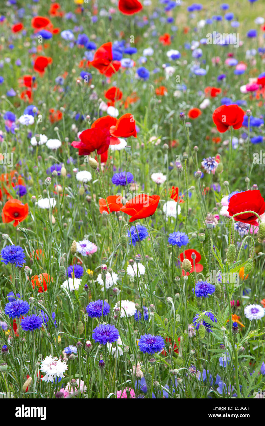 Field Poppies and Cornflowers growing in a wildflower meadow, England, UK Stock Photo Alamy