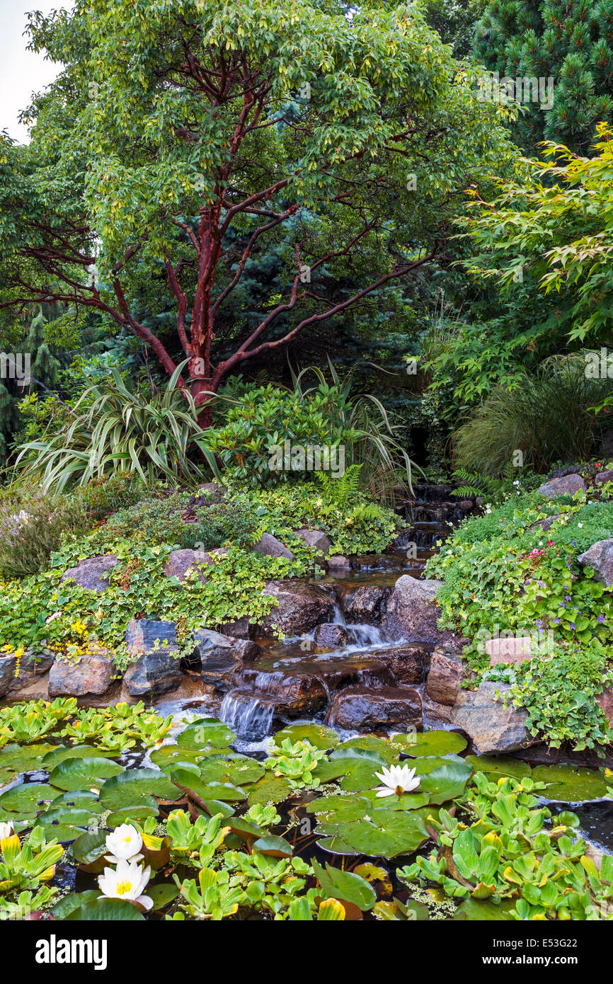 Ornamental garden with waterfall over rocks and lily pads, Pollok Park, Glasgow, Scotland, UK Stock Photo