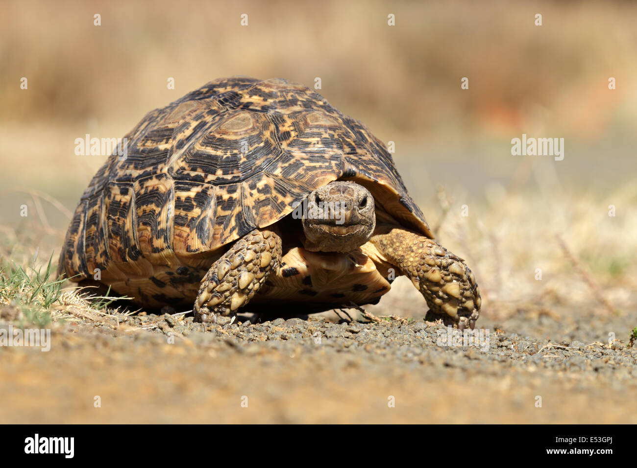 Leopard or mountain tortoise (Stigmochelys pardalis) walking, South ...