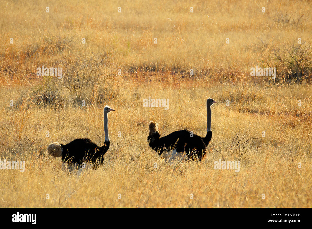 Ostriches (Struthio camelus) walking through backlit grassland, South Africa Stock Photo