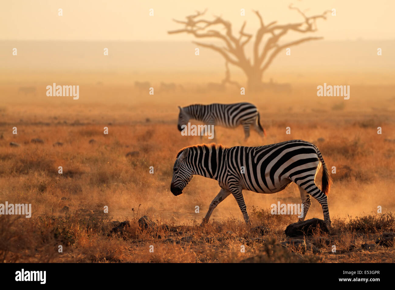 Plains zebras (Equus burchelli) walking on dusty plains, Amboseli National Park, Kenya Stock Photo