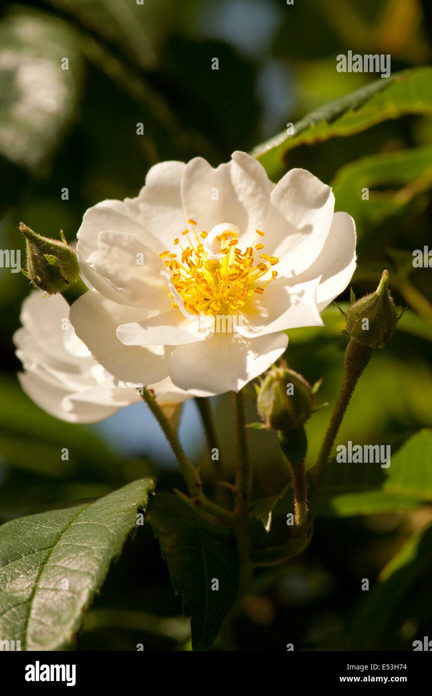 Rambling Rector Rose flower Stock Photo