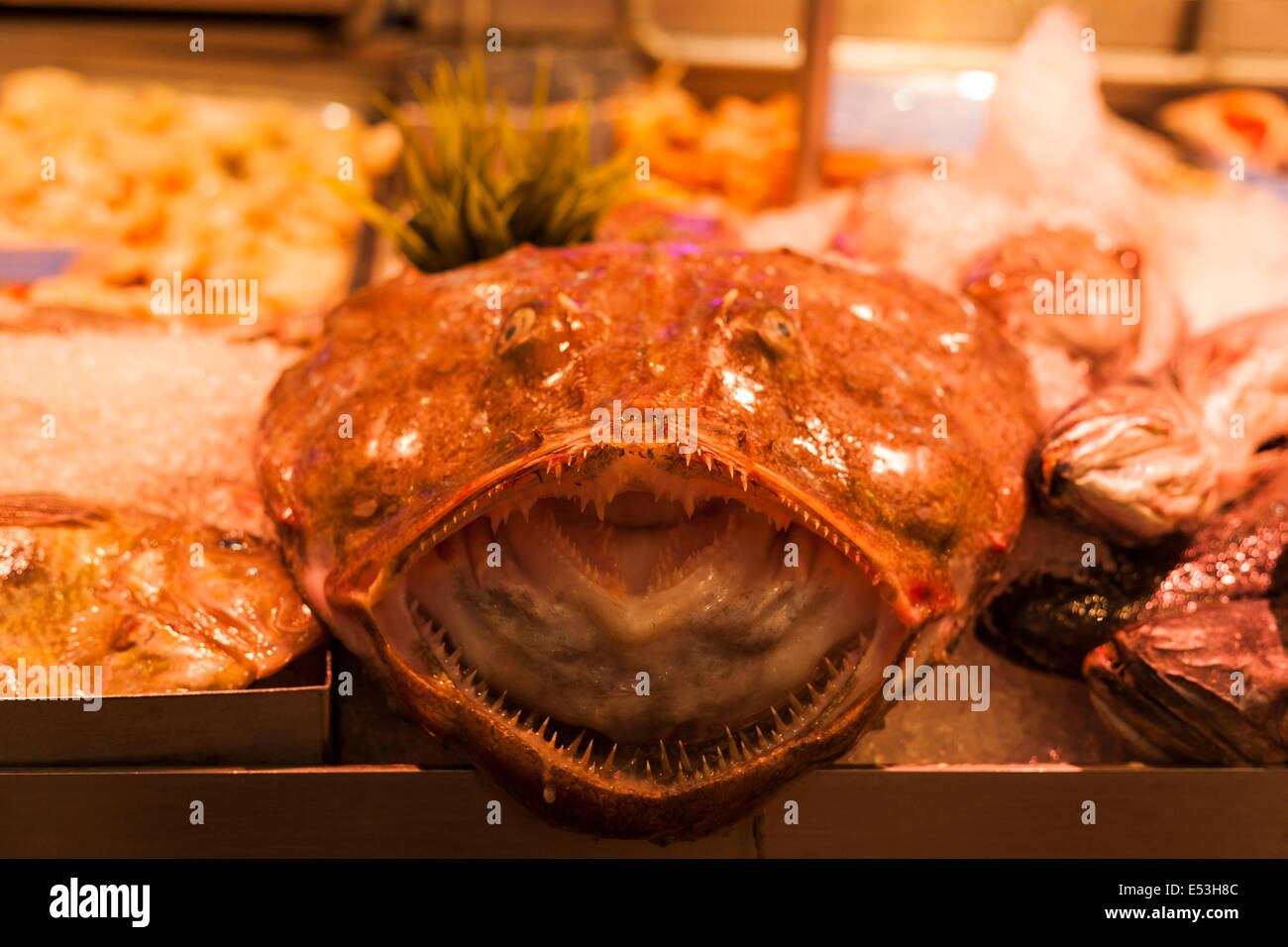 Monkfish displayed on fishmongers counter in the English Market in Cork