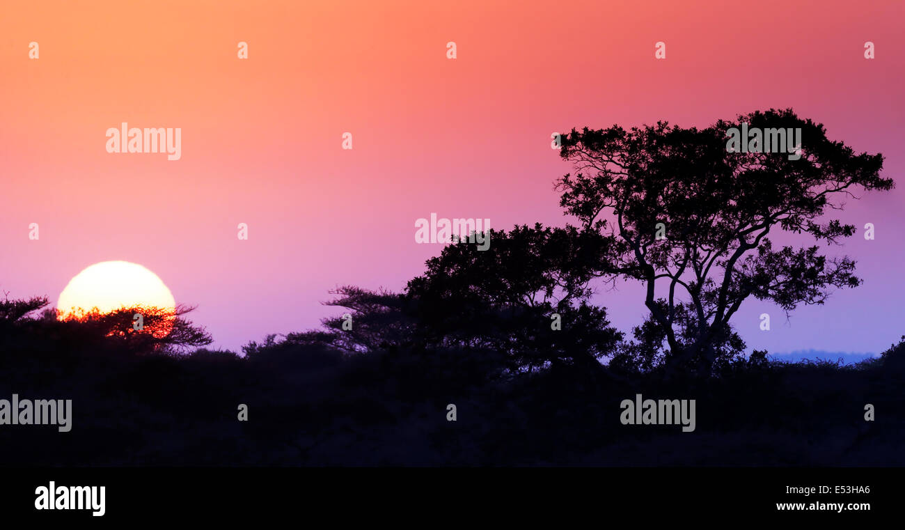 Sunrise in the bushveld (focus on tree) - Kruger National Park Stock Photo