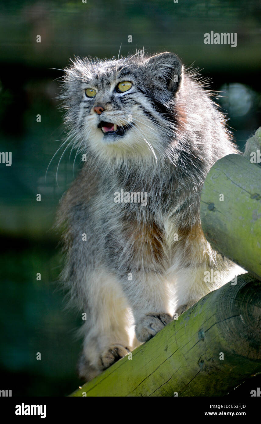 Pallas's Cat ( Otocolobus manul ) Captive (Wildlife Heritage Foundation, Smarden, Kent) Stock Photo