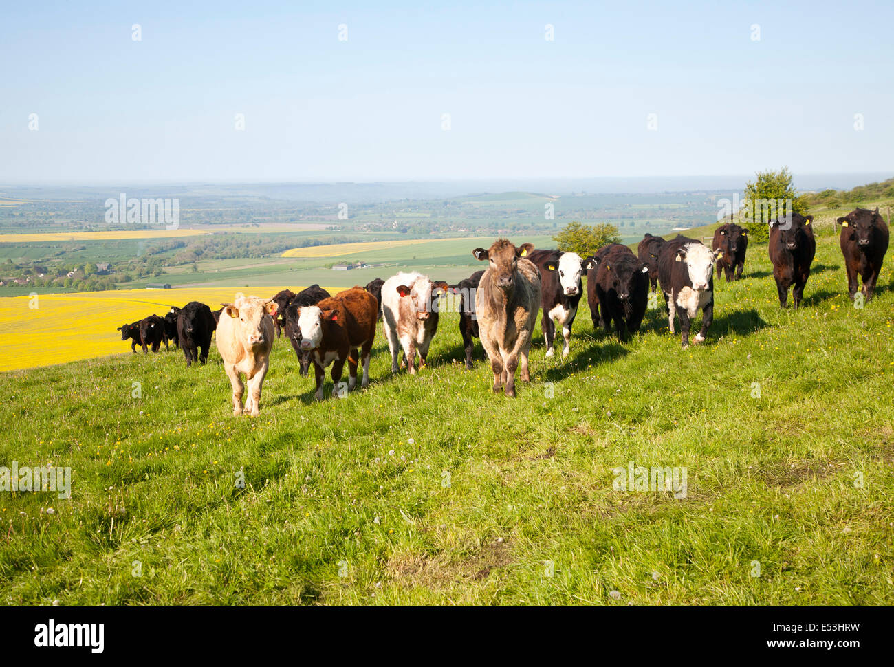 A line of bullocks standing on chalk downland on Milk Hill, Alton Barnes, Wiltshire, England Stock Photo