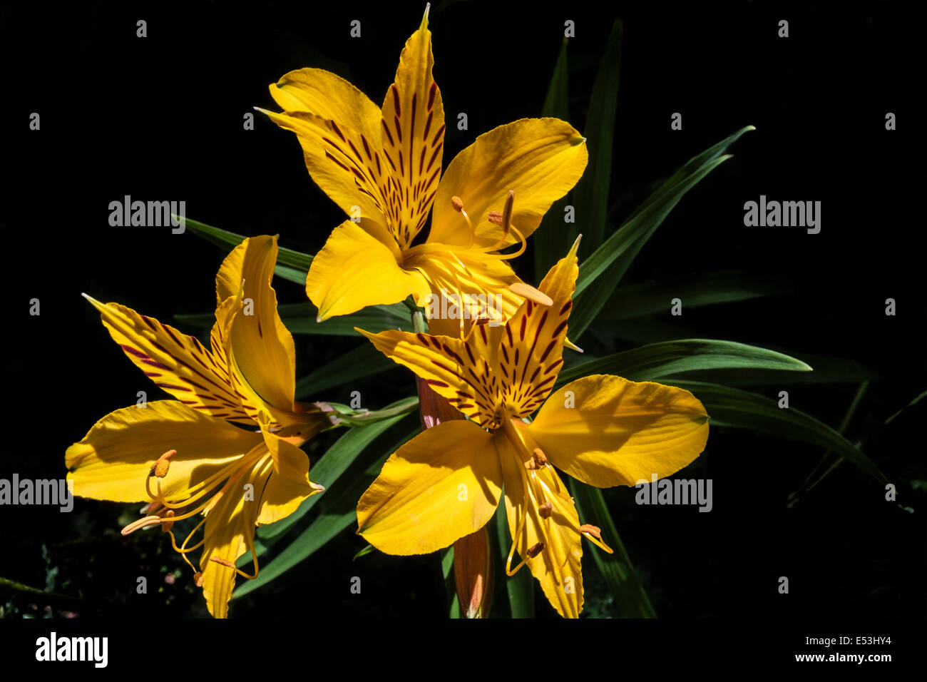 Yellow Tiger Lilies, UK Stock Photo Alamy