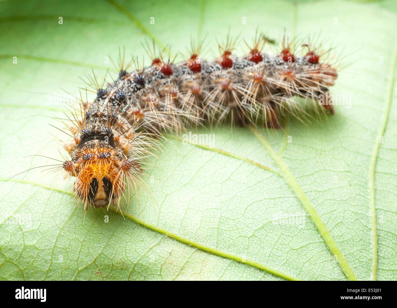Lymantria dispar dispar , gypsy moth, European gypsy moth, and North American gypsy moth, caterpillar Stock Photo