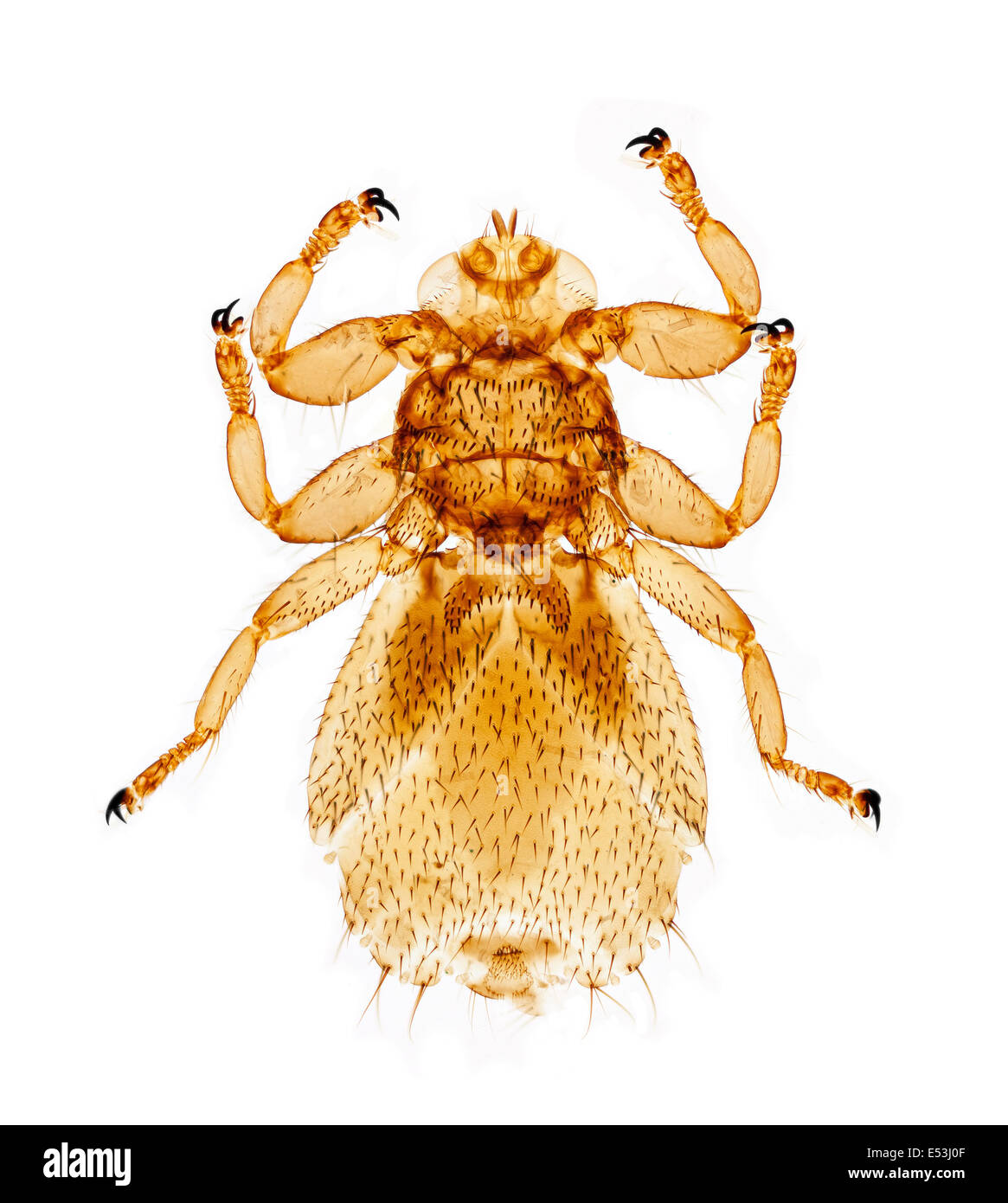 Sheep ked parasite, photomicrograph brightfield illumination Stock