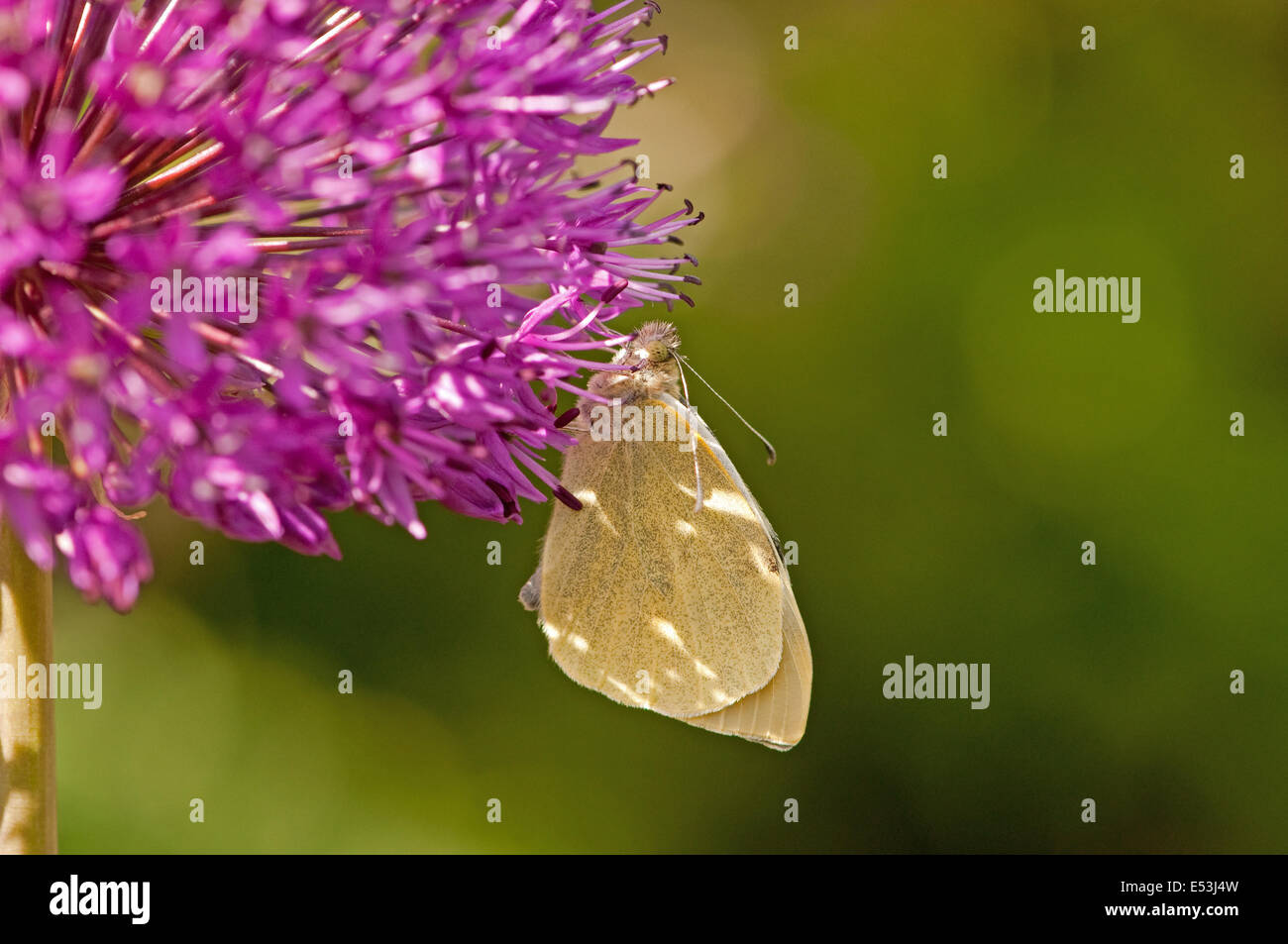 Small White Butterfly resting on Allium flower Stock Photo