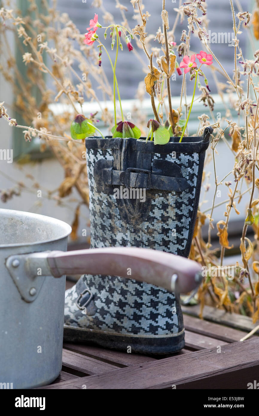 wellington boots with flowers growing in them in a kitchen garden Stock ...