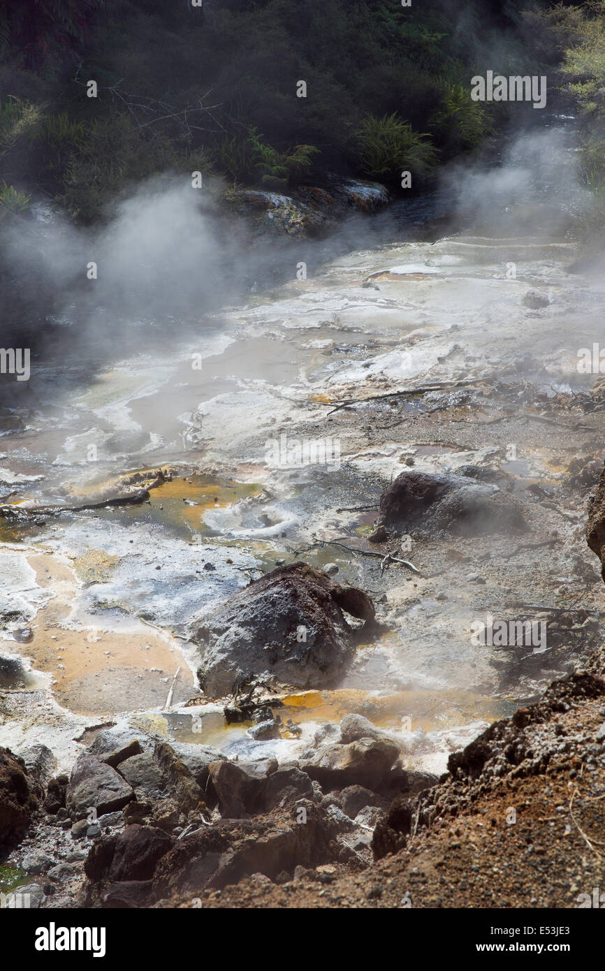 Steaming hot spots along the Waimangu River Stock Photo - Alamy