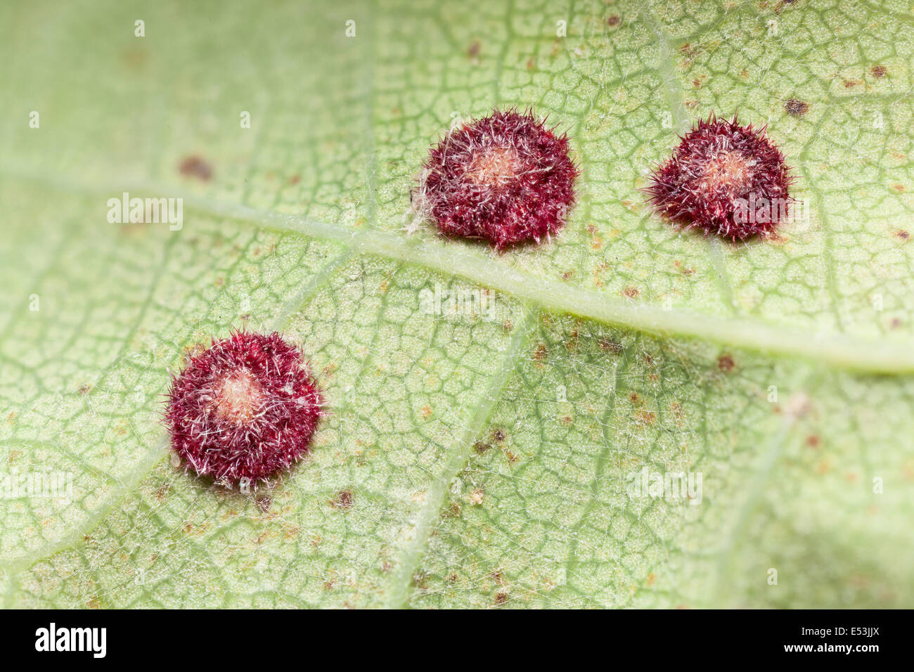 Spangle galls on Oak, possibly common spangle calls, caused by the cynipid wasp Neuroterus quercusbaccarum Stock Photo