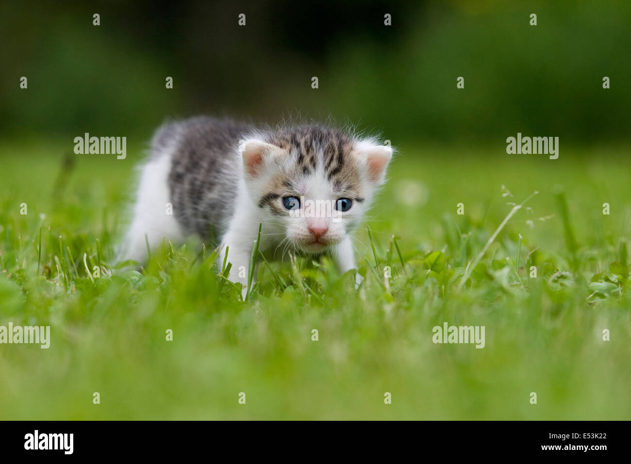 domestic Cat, kitten three weeks old walking on a meadow Stock Photo ... - Housebreaking Kitten Three Months