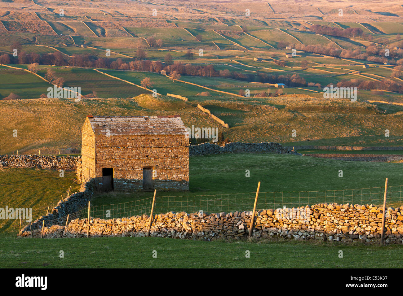 Drystone walls and field barns lit by the setting sun at Wensleydale, Yorkshire Dales, North Yorkshire, UK Stock Photo