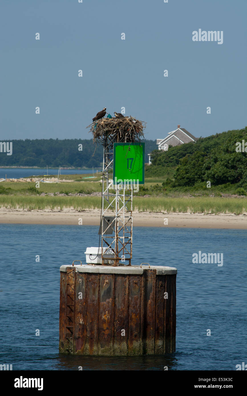 Massachusetts, Cape Cod, Cape Cod Canal, Buzzards Bay. Nesting osprey