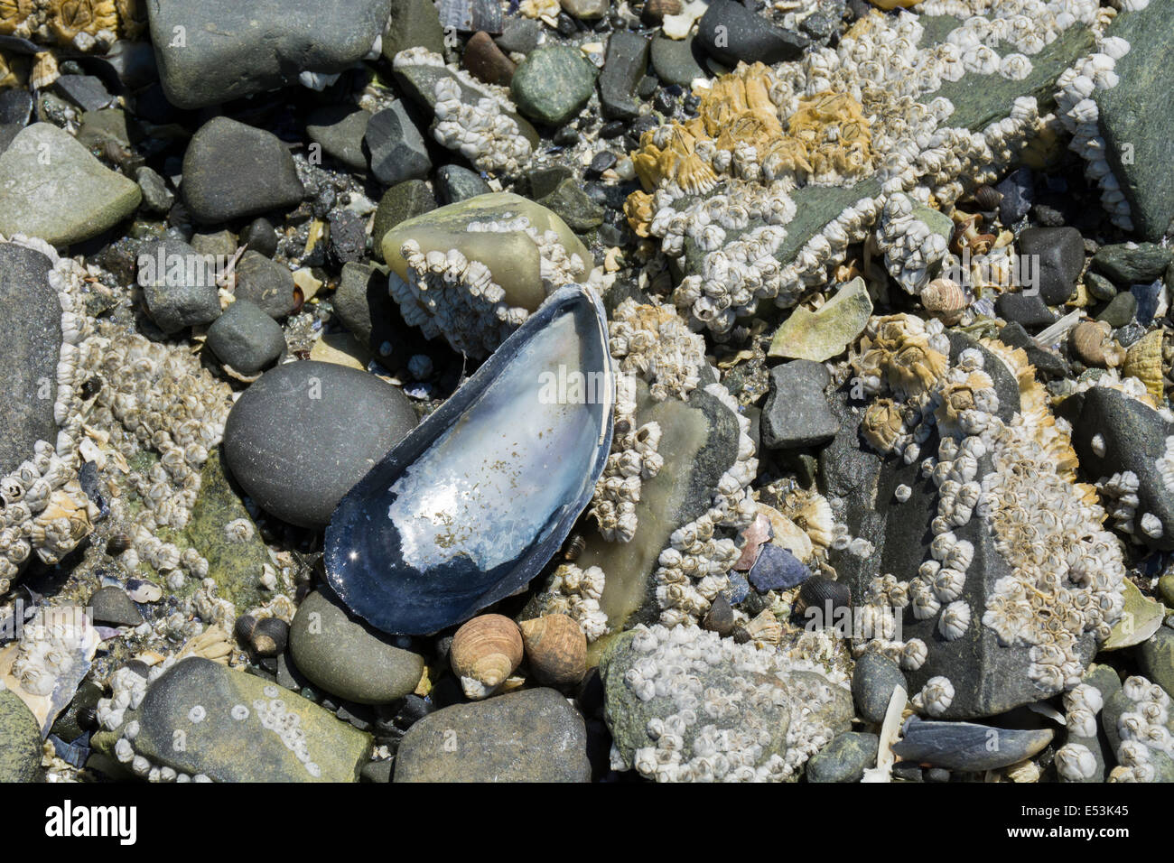 Maine, Bar Harbor. Bar Island, accessed only at low tide by a sand bar
