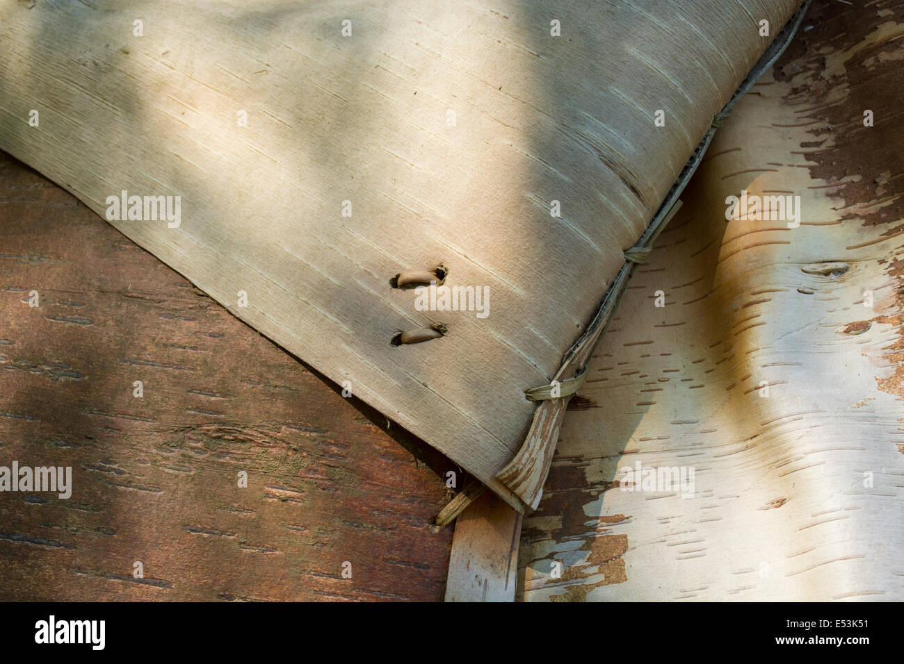 Maine, Bar Harbor, Acadia National Park. Wigwam (aka wikuwam) traditional American Indian birchbark structure. Stock Photo