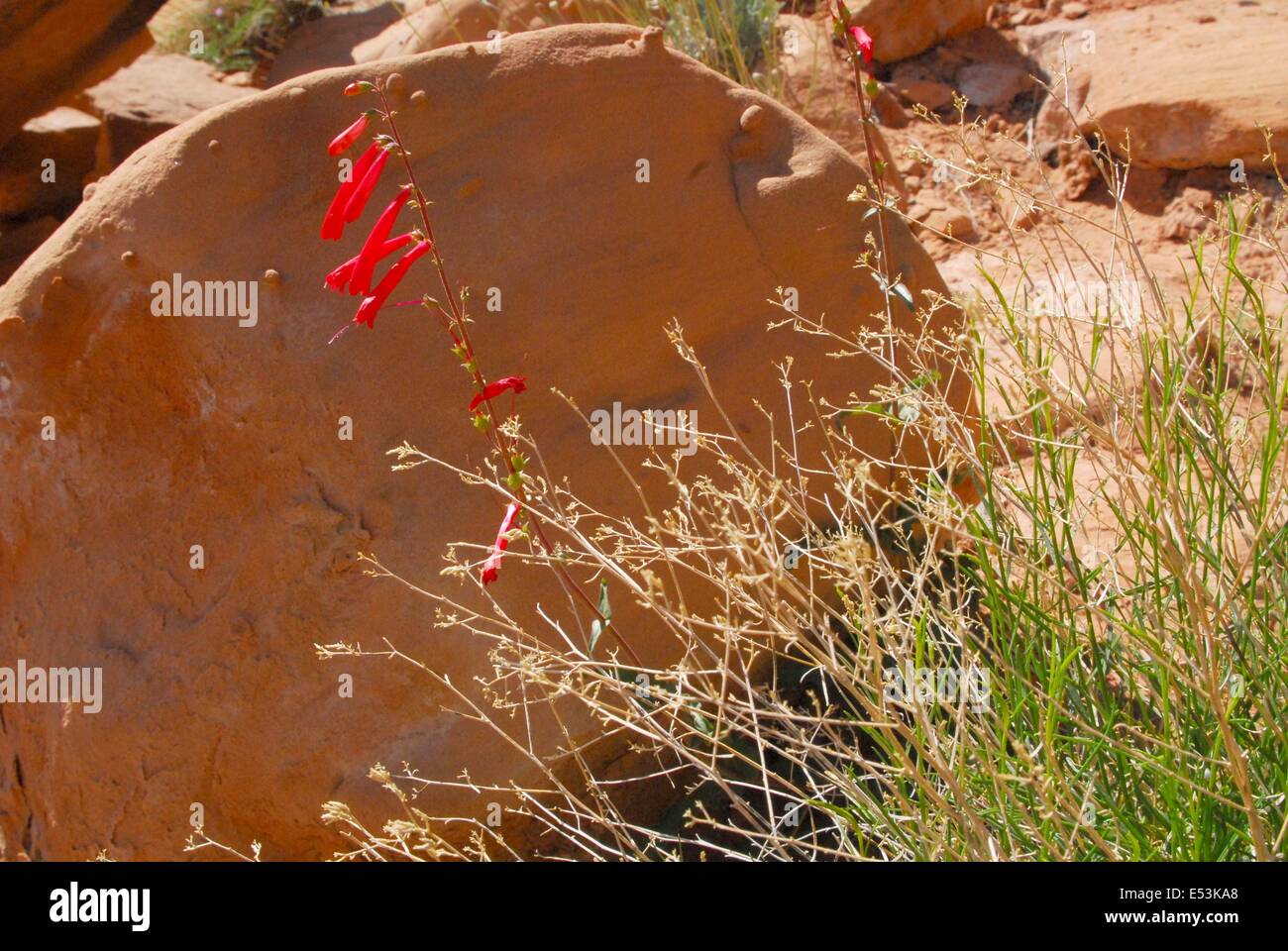 Scarlet Penstemon in bloom, Utah - USA Stock Photo