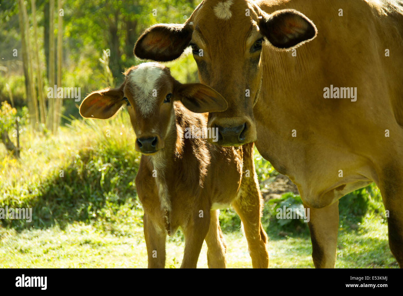 Brown cow and son together staring the camera Stock Photo