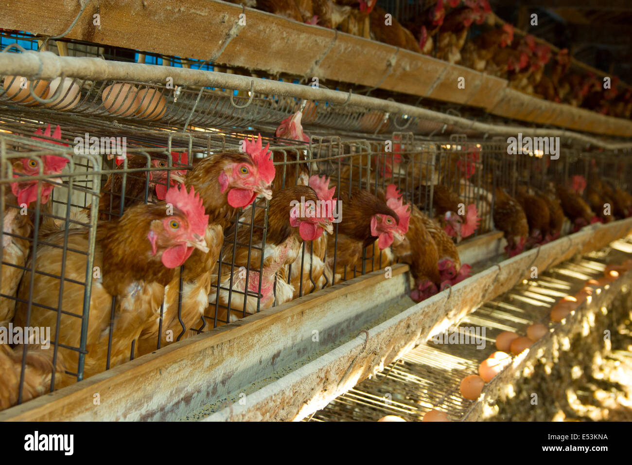 Third world country egg farm Stock Photo