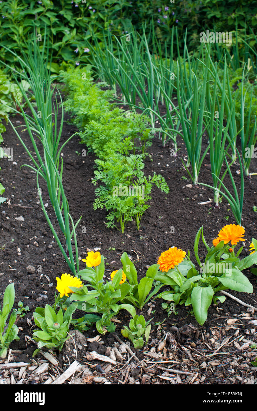Companion planting on an allotment, onions, carrots and calendula Stock
