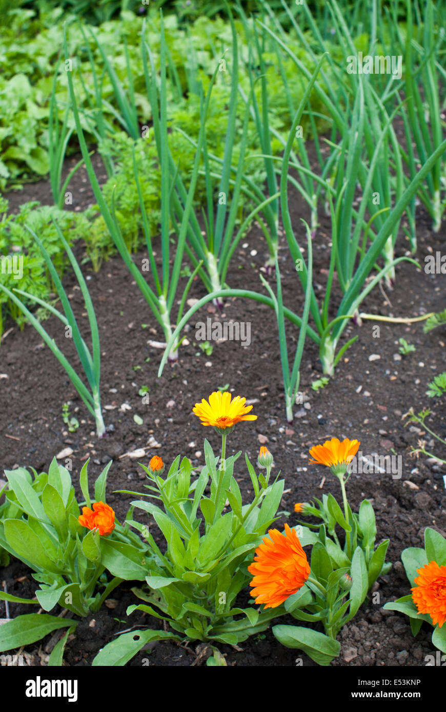 Companion planting on an allotment, onions, carrots and calendula Stock