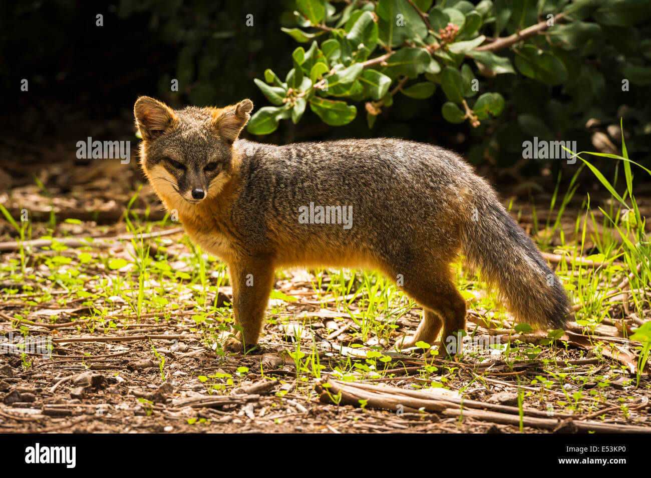 Island fox (Urocyon littoralis), Santa Cruz Island, Channel Islands National Park, California USA Stock Photo