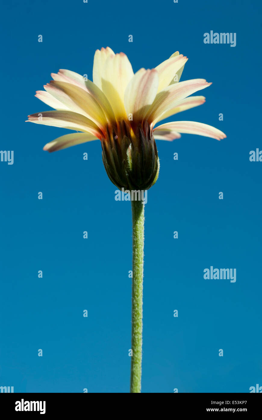 leucanthemum 'sunshine peach' Stock Photo