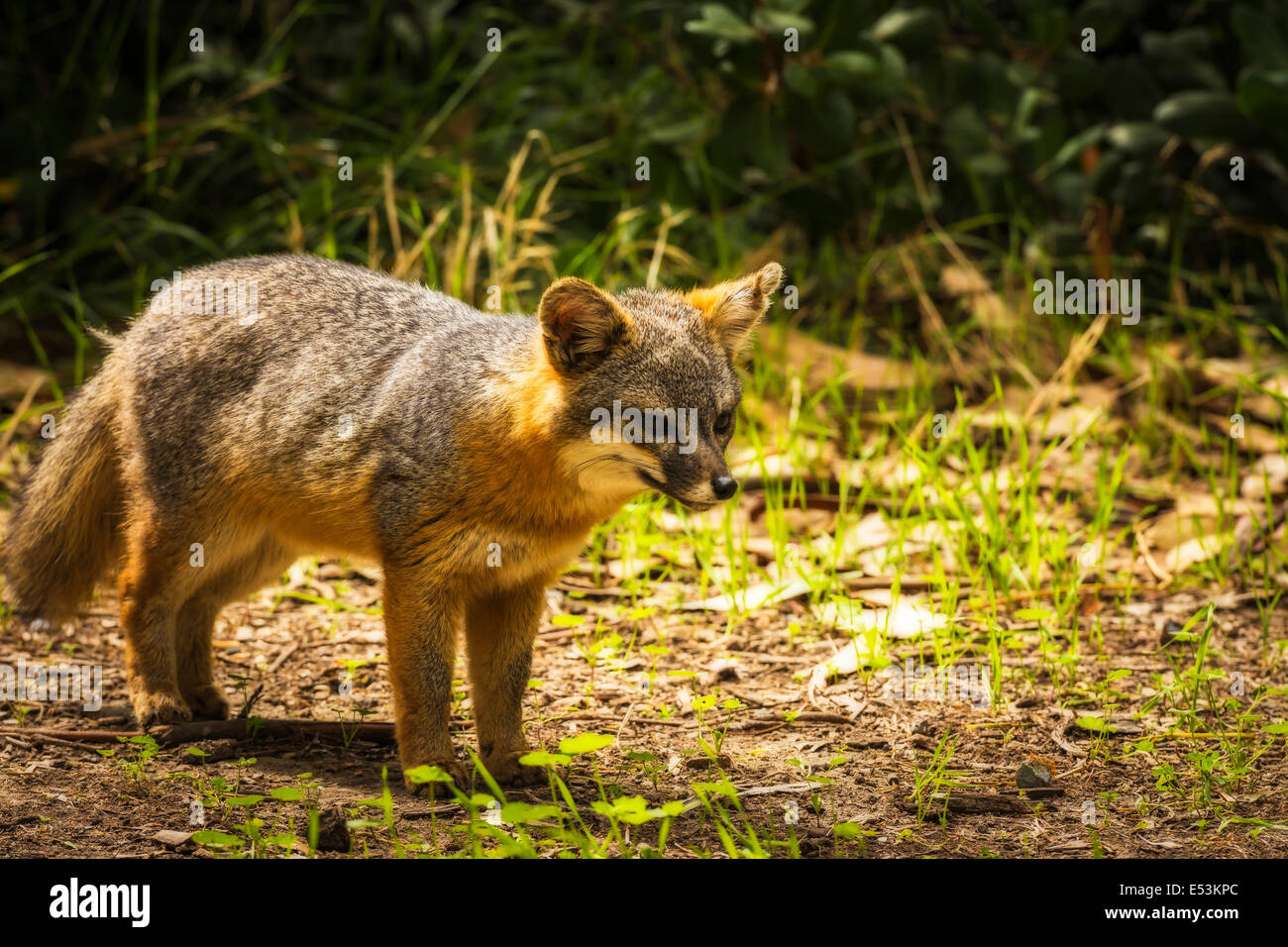 Island fox (Urocyon littoralis), Santa Cruz Island, Channel Islands National Park, California USA Stock Photo