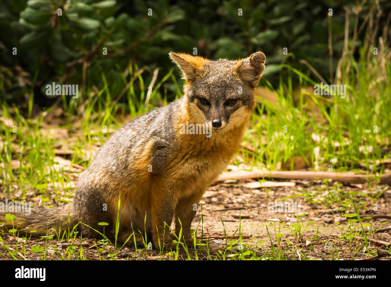 Island fox (Urocyon littoralis), Santa Cruz Island, Channel Islands National Park, California USA Stock Photo