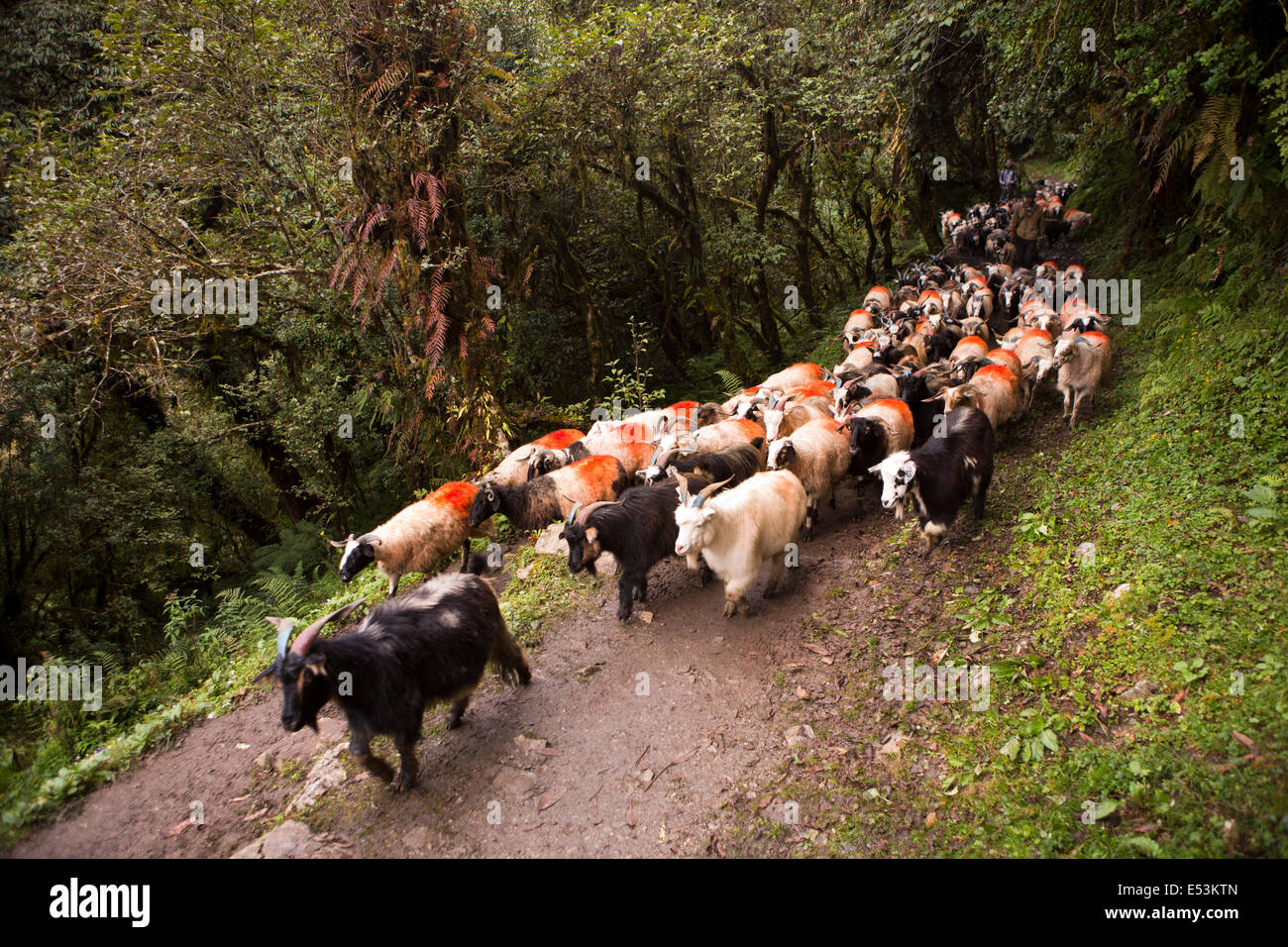 Nepal, Ghorapani, herd of goats being driven along track to Pokhara for sacrifice during Dasain Festival Stock Photo
