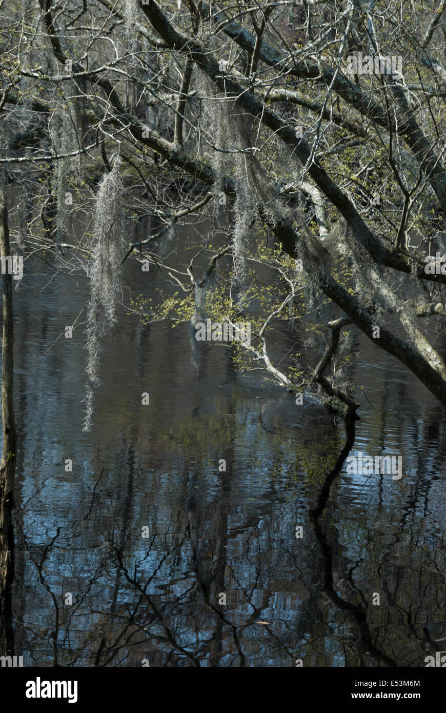 Lumber River at Fair Bluff, North Carolina Stock Photo Alamy