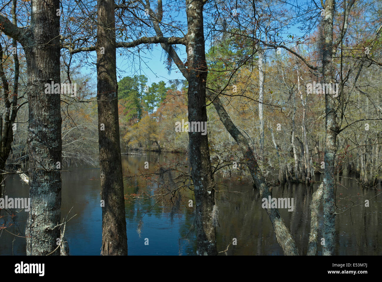 Lumber River at Fair Bluff, North Carolina Stock Photo Alamy