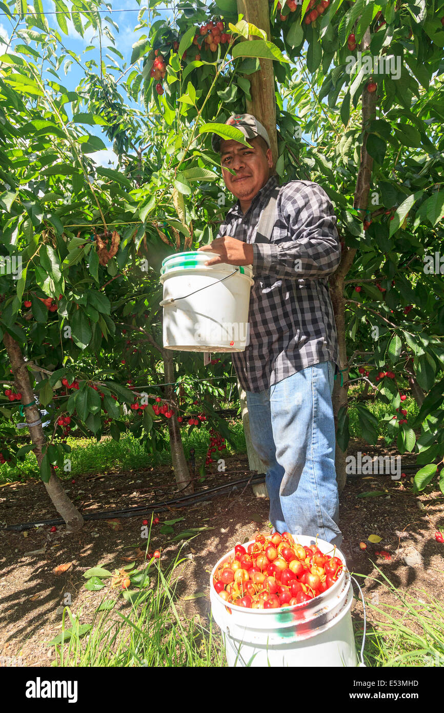 Cherry picking usa hires stock photography and images Alamy