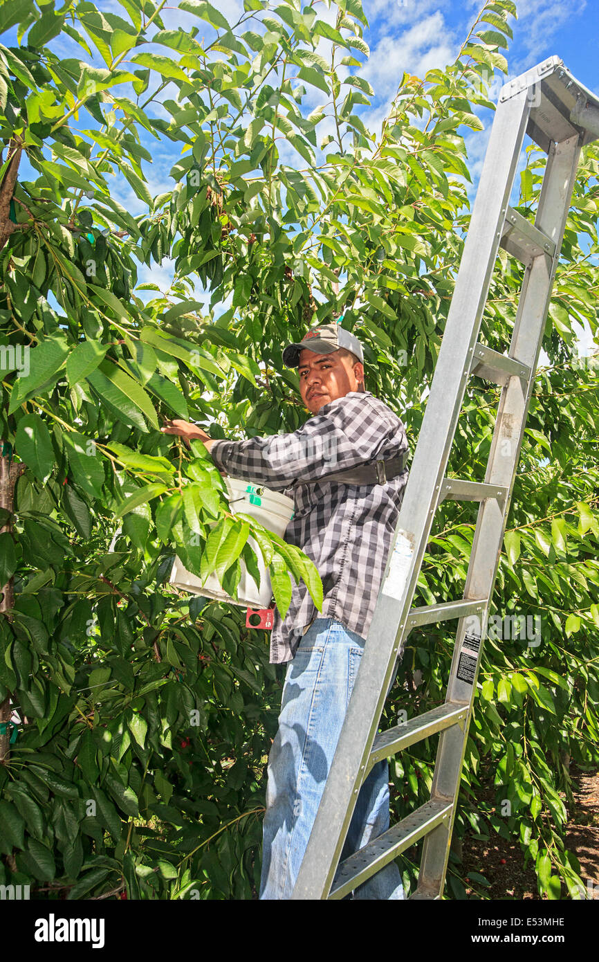 Worker picks Orondo Ruby Cherries at G&C Farms outside Wenatchee, WA