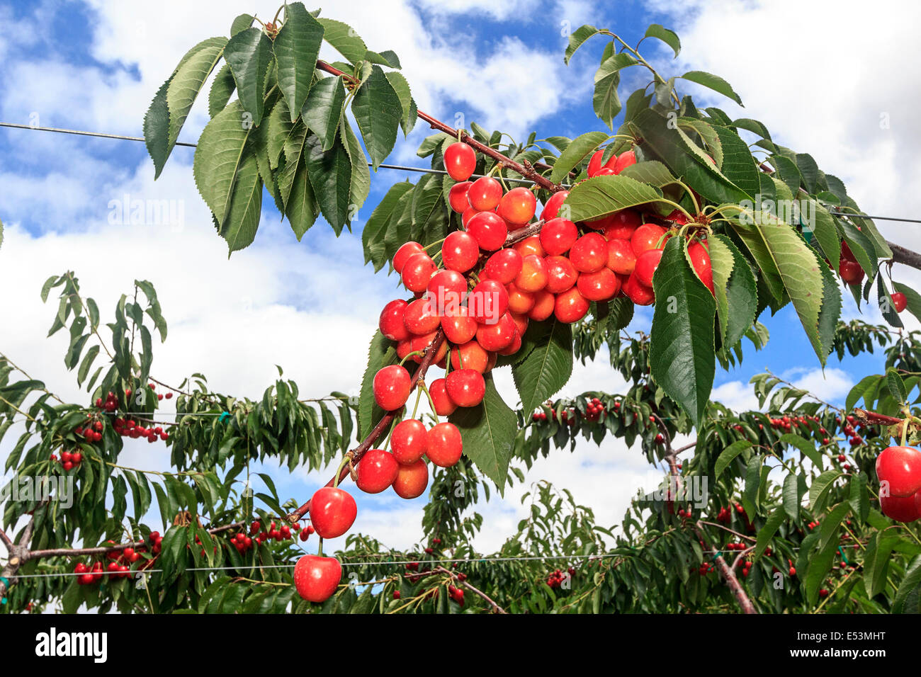 Orondo ruby hires stock photography and images Alamy