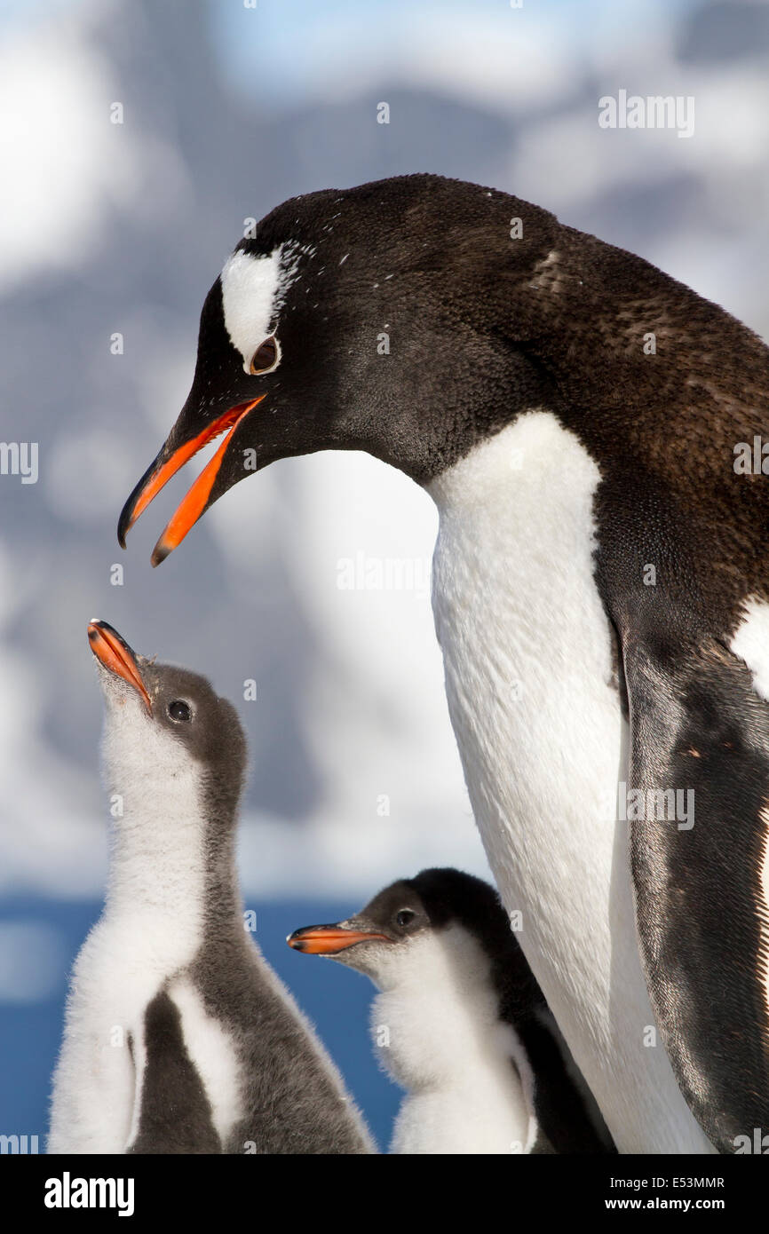 Gentoo penguin female is going to feed the chicks Stock Photo