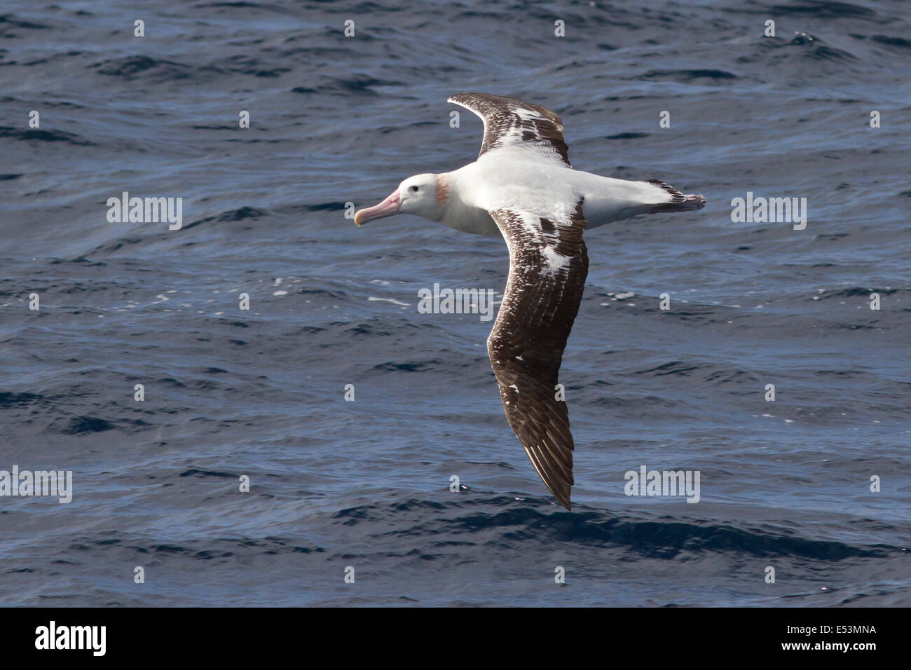 wandering albatross flying over the waters of the Atlantic Ocean Stock Photo