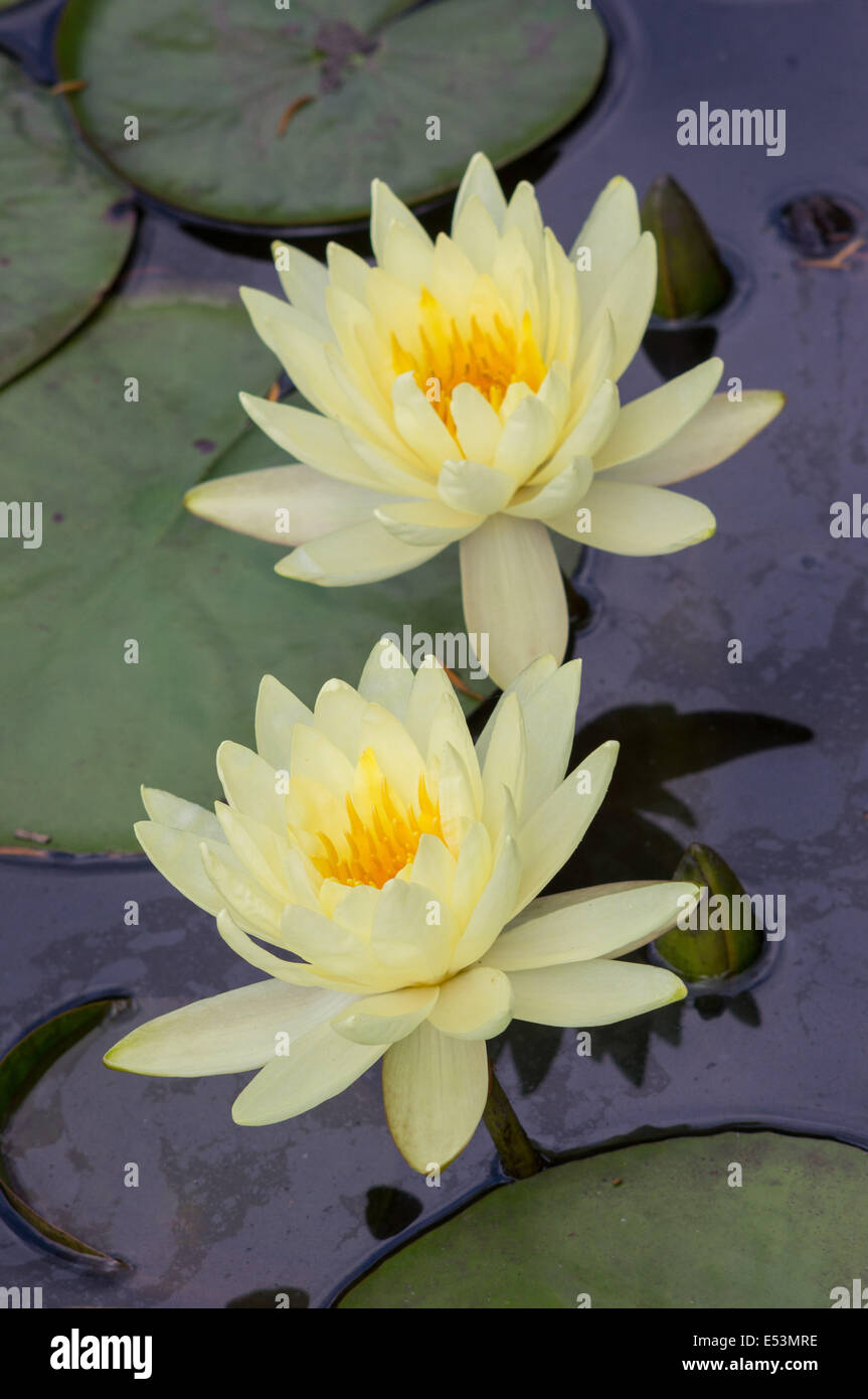 Two yellow water lily flowers close up Nymphea Stock Photo Alamy